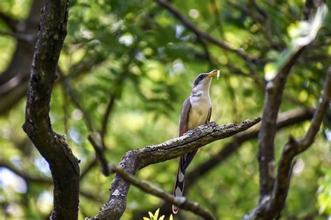 Critical Habitat Finally Designated for Western Yellow-billed Cuckoo ...