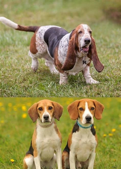 20 Difference between Basset Hound and Beagle