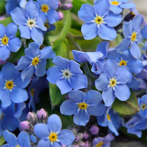 Myosotis Sylvatica Seeds - Forget Me Not Ground Cover Seed