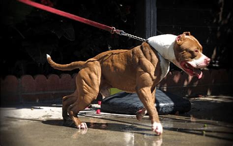 10 Most Muscular Dogs of All Time