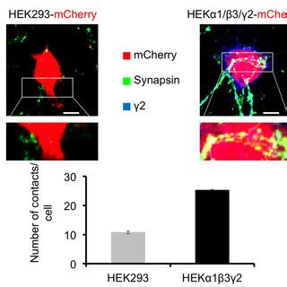 GABAergic medium spiny neurons form synapse-like contacts with ...