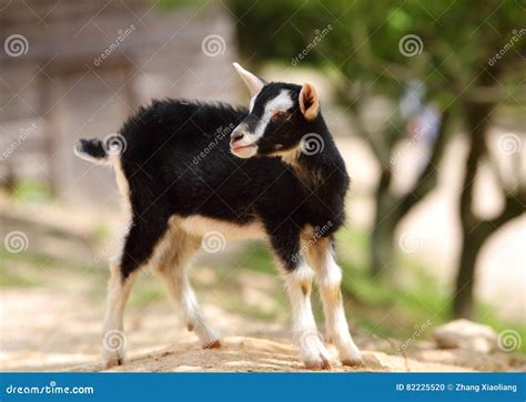 A cute baby lamb stock photo. Image of like, black, eyes - 82225520