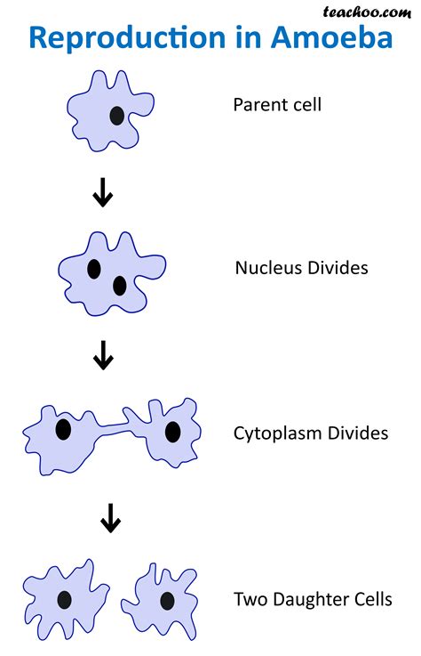 Asexual reproduction - Definition, Types, Examples - Teachoo