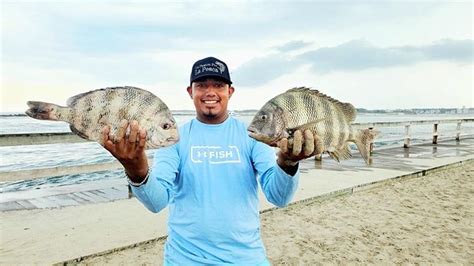 Fishing for Beginners: How to Fish for Sheepshead | FishTalk Magazine