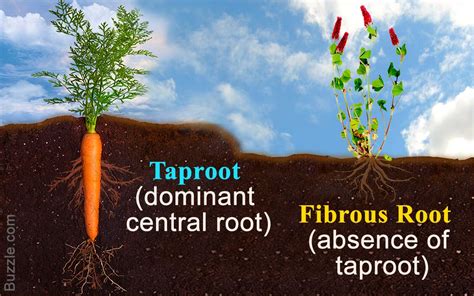 The Differences Between a Taproot and Fibrous Root System | Taproot ...