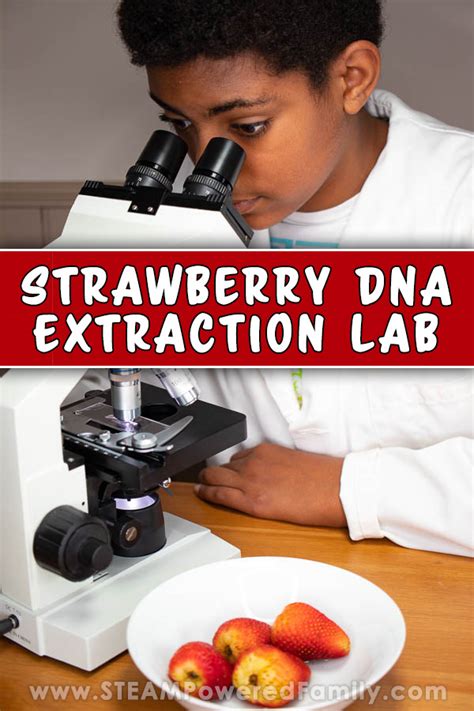 Strawberry DNA Extraction Lab for Kids - Biology Kitchen Science