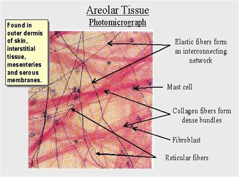 Areolar CT: Loose CT. Lack of pattern. The most common cell type is the ...