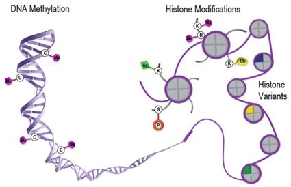 Epigenetics - Creative Diagnostics