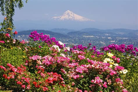 The Best Early Summer Flowering Shrubs