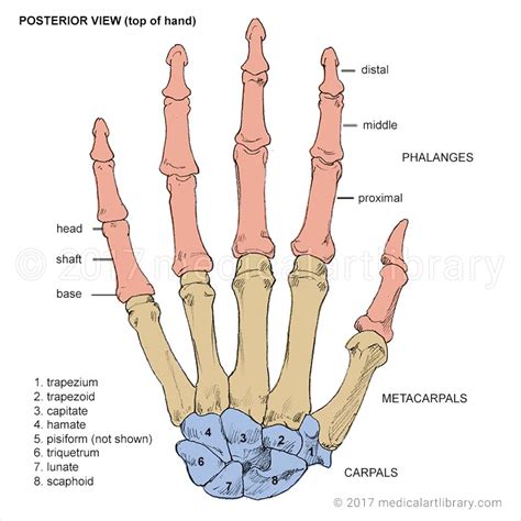 Hand Bones - Medical Art Library