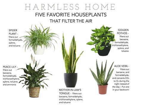 Put some plants to work | harmless home