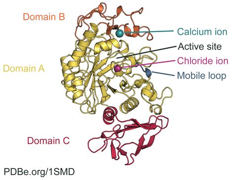 The wonders of salivary amylase | Protein Data Bank in Europe