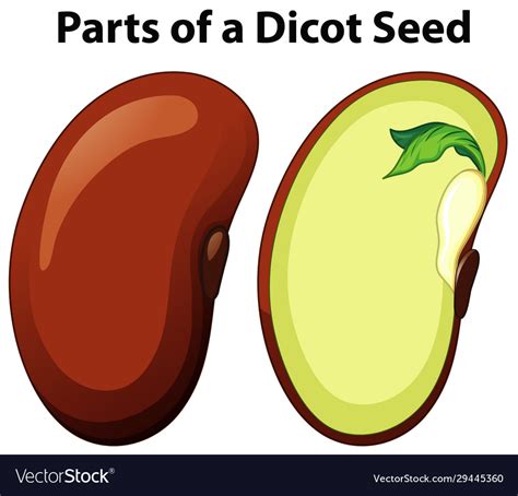 Dicot