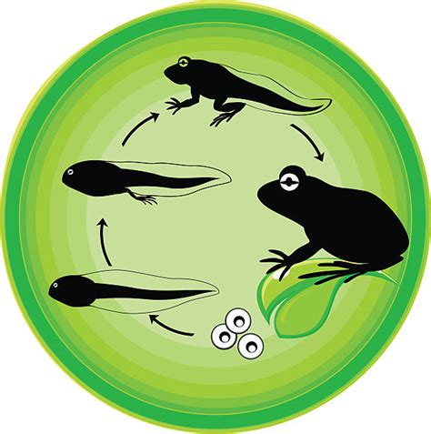 Best Tadpole Illustrations, Royalty-Free Vector Graphics & Clip Art ...