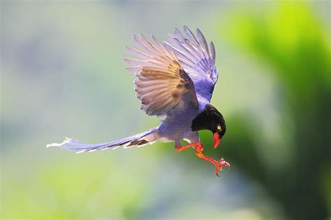 How to Photograph Birds in Flight: A Tutorial - FeltMagnet