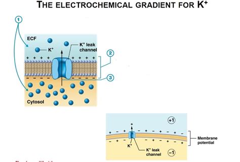 Electrochemical Gradient Diagram | Quizlet