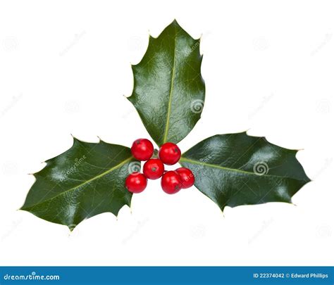 Holly With Berries Stock Photography - Image: 22374042