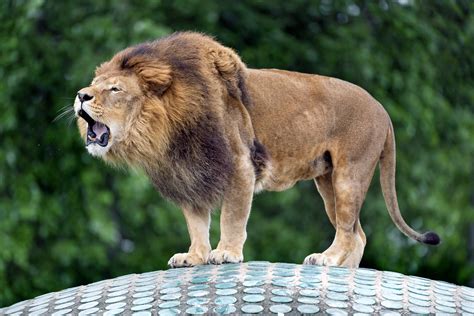 Male lion roaring on the dome - a photo on Flickriver