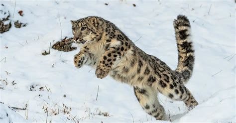 Snow Leopard - A-Z Animals