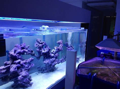 Reef Tank Aquascaping Tips - Aquascape Ideas