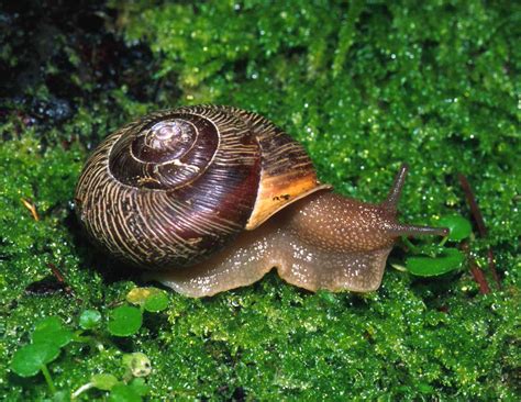 Pin by Alyssa Morgenthaler on Phylum Mollusca | Snail, Mollusca ...