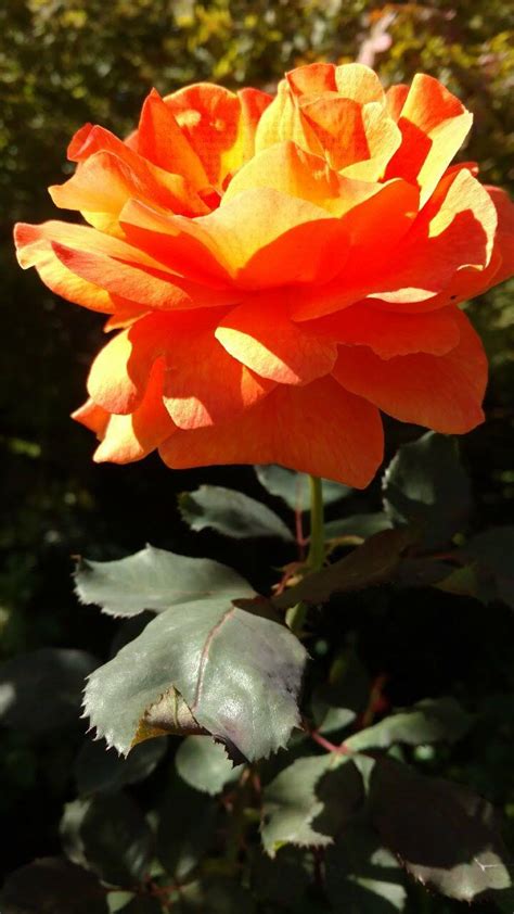 Sacramento Digs Gardening: October rose care: How to make the season last