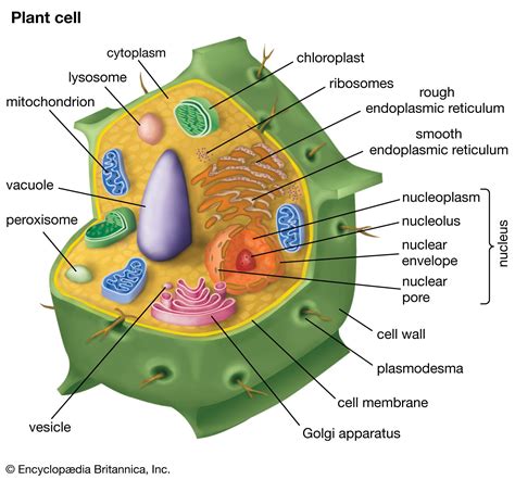 Cell wall | Description, Properties, Components, & Communication ...