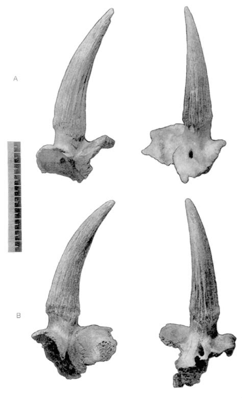 Saiga antelope ( Saiga tatarica ) horns with attached cranial bones ...