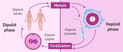 What does Haploid mean?