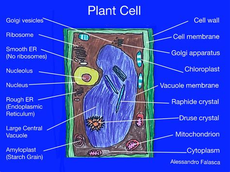 Plant and Animal Cell Project - St. Peter Catholic School - Greenville, NC