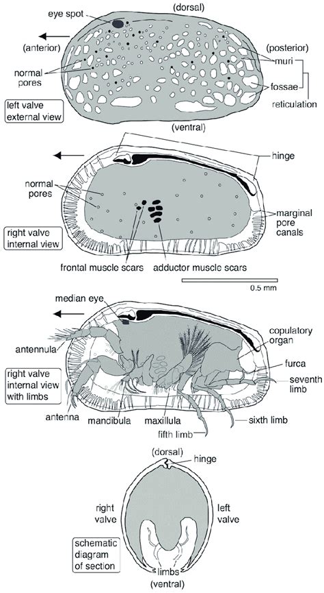 Morphology of ostracod male, based on Hemicythere villosa (Podocopida ...