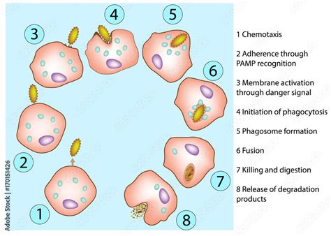 The steps of phagocytosis. Human immune system. Vector diagram Stock ...