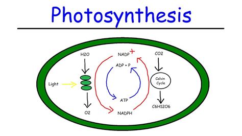 Calvin Cycle Photosynthesis