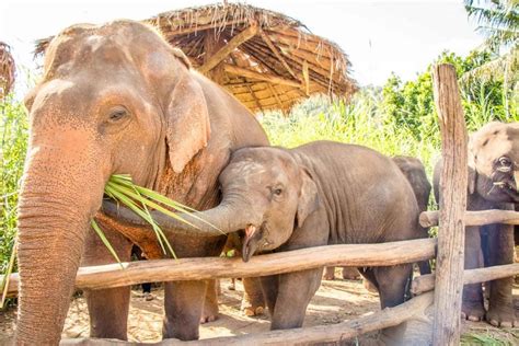 Chiang Mai Elephant Nature Park with Kids - Family Can Travel