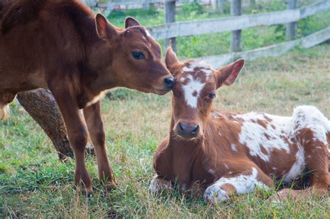 Two Baby Cows Rescued From the Dairy Industry Form Friendship at Farm ...