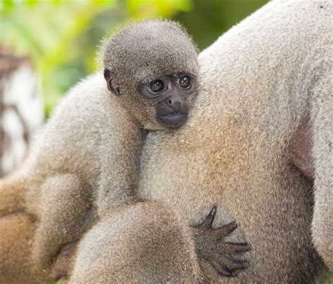 30 fascinating facts about primates