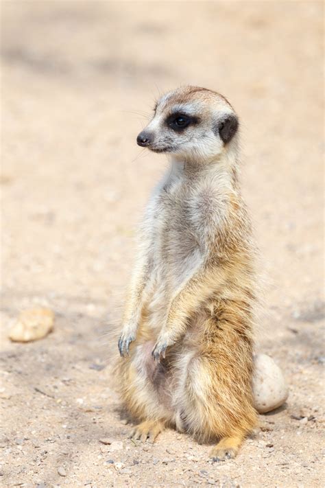 Meerkat Standing Free Stock Photo - Public Domain Pictures