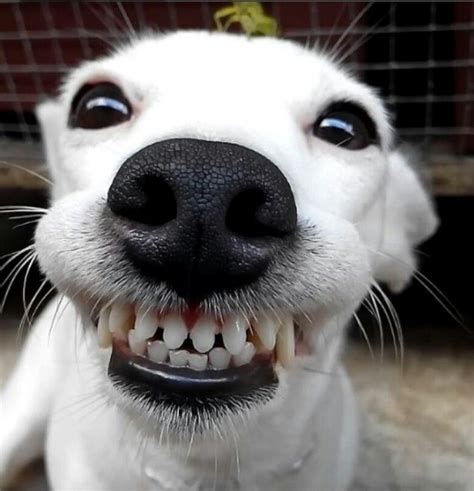 This smile is worth a million bucks! so great! | Cães fofos, Animais ...