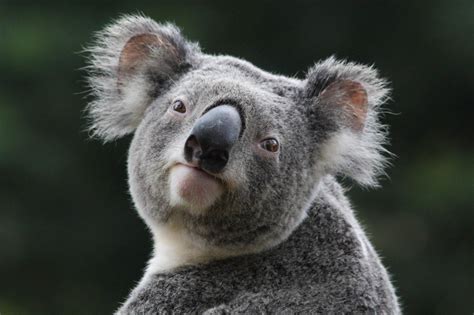 Koala Wallpapers - Wallpaper Cave