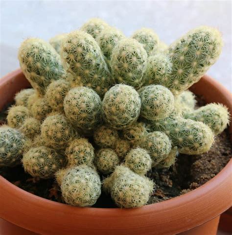 Discover 15 Different Types of Cactus - A-Z Animals