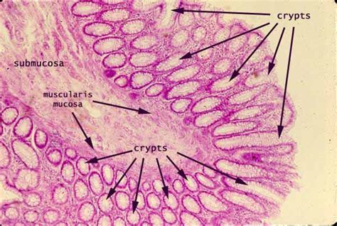 Histology at SIU