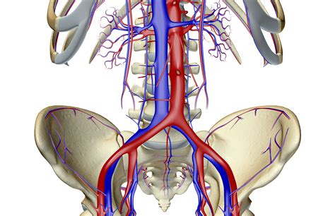 External Iliac Artery: Anatomy, Function, Significance