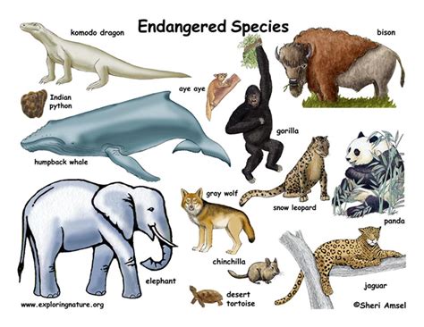 Endangered Species | Endangered Vulnerable,Threatened Of Animals