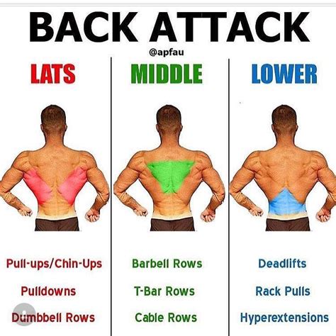 Areas Of The Back - The muscles of the back can be classified as either ...