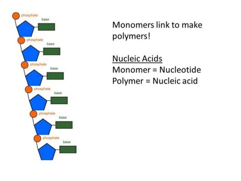 Dna structure sb