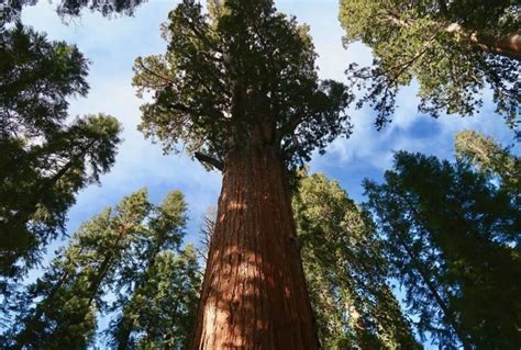 Top 10 Facts about Redwood Trees | Redwood Facts | RallyPoint