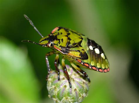 Download Green Bug Insect Animal Stink Bug HD Wallpaper