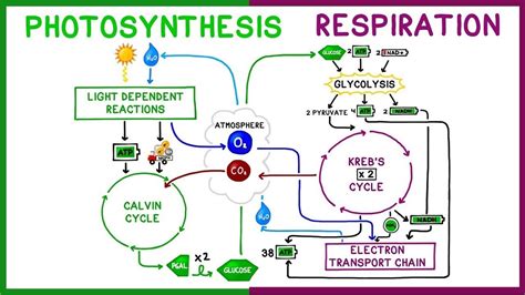 Photosynthesis And Respiration Worksheet - Wordworksheet.com