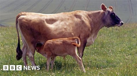 Jersey cows to help people in Zambia after Rwanda success