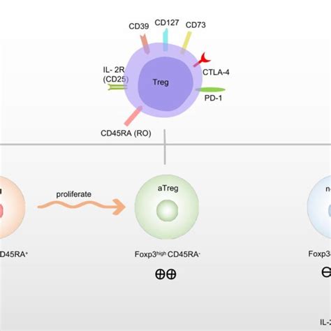 Surface markers and classification of regulatory T cells (Tregs). Tregs ...